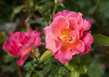 Photo of pink flowers. Links to The John and Mable Ringling Legacy Society