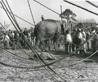 On a sandy lot, a working elephant is assisting with the setup of the big top. Spectators are standing at the stake line, 1952.Photo Credit: Tibbals Circus Collection of Allen J. Lester Papers