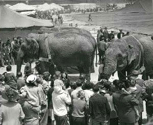 Harnessed elephants stand before crowds circa 1950s. In the background is the big top canvas stretched out across the ground with side poles positioned. Photo Credit: Tibbals Circus Collection of Allen J. Lester Papers
